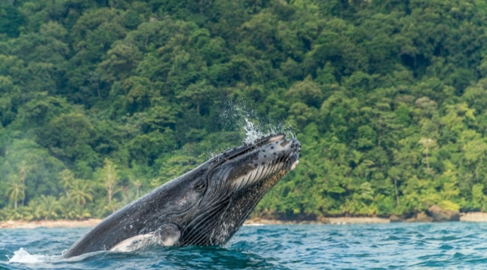 Avistamiento de ballenas Avistamiento de ballenas