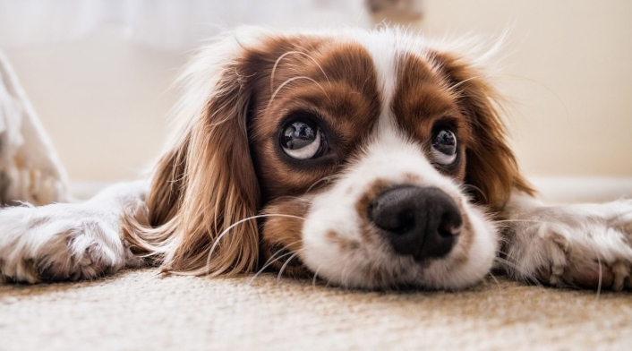 Día Mundial del Perro: 5 consejos para relajar a su peludo Día Mundial del Perro: 5 consejos para relajar a su peludo