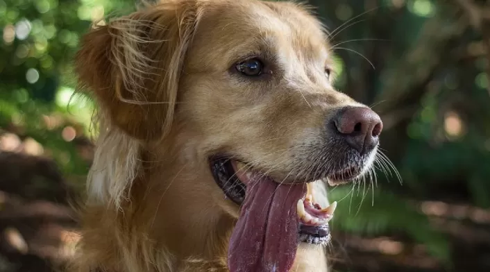 Esta es la razón de porqué los perros jadean Por qué los perros jadean tanto