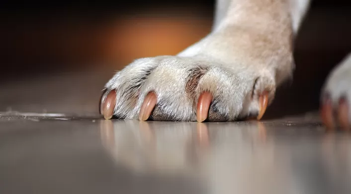 Pata de perro Pata de perro
