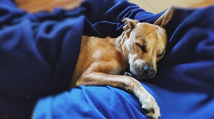 Explican los movimientos involuntarios de los perros al dormir Explican los movimientos involuntarios de los perros al dormir
