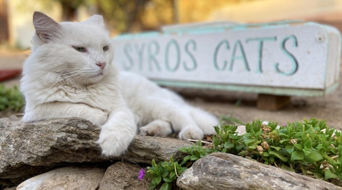 Gatos de Syros Grecia Gatos de Syros Grecia