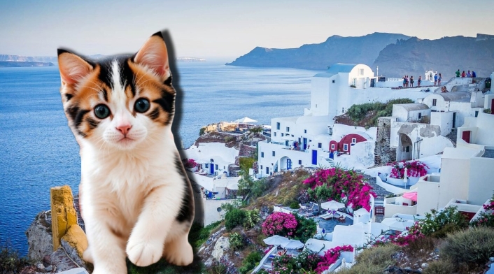 Trabajo con gatos en Grecia Trabajo con gatos en Grecia