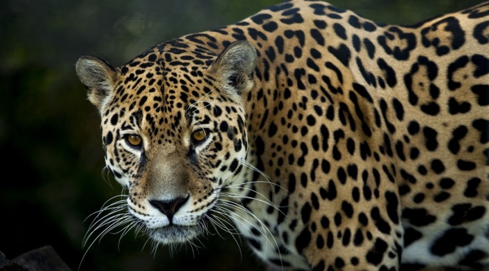 La misión de salvar a un jaguar: así fue el traslado al Parque Jaime Duque La misión de salvar a un jaguar: así fue el traslado al Parque Jaime Duque