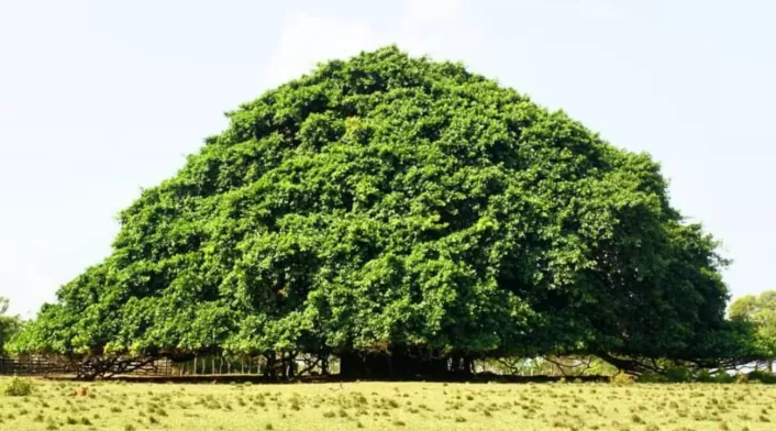 Árbol más grande de Colombia Árbol más grande de Colombia
