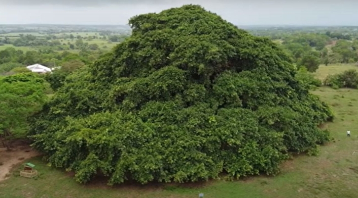 Árbol más grande de Colombia Árbol más grande de Colombia