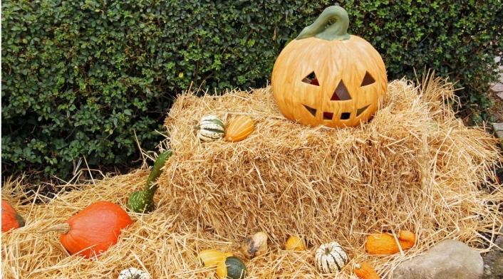 Halloween Halloween