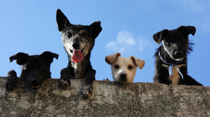 ¿Por qué hay más mascotas que niños en España? Un análisis de esta fascinante tendencia Mascotas