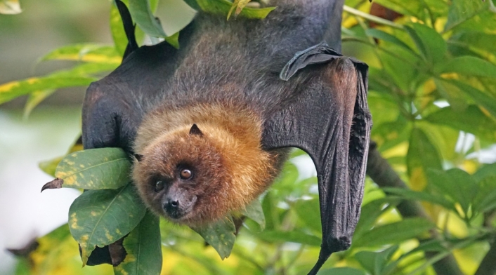 Murciélago Corantioquia insta a cuidar la vida silvestre en Halloween y desmiente mitos sobre murciélagos y lechuzas.