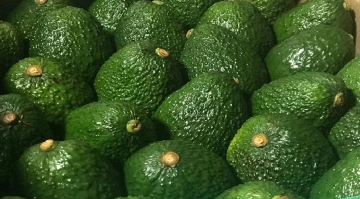 Aguacate Hass Aguacate Hass