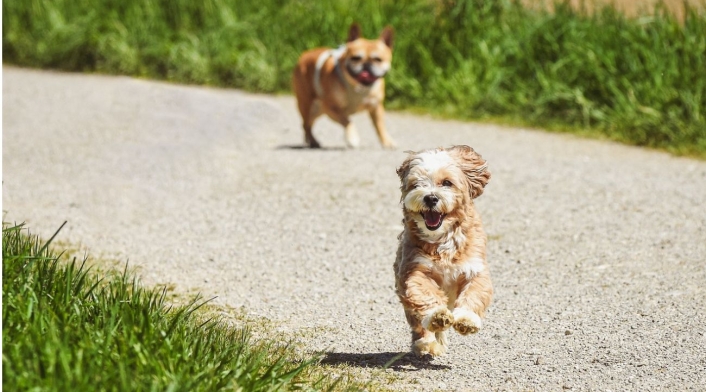 ¿Qué vacunas debe aplicarle a su perro? ¿Qué vacunas debe aplicarle a su perro?