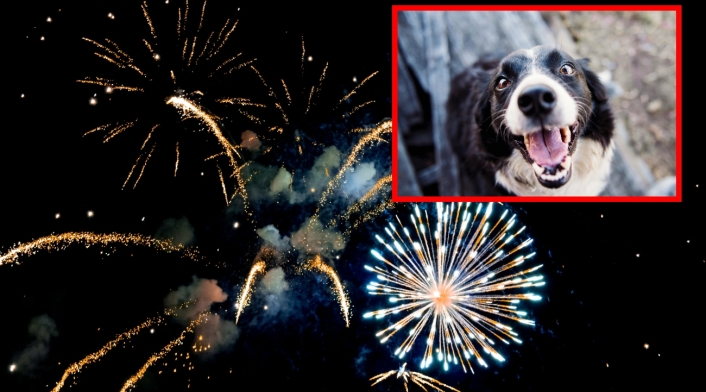 Alarma en el Día de las Velitas: aumento de animales afectados por la pólvora Mascotas