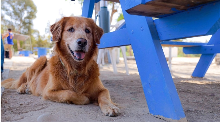 Perro Perro