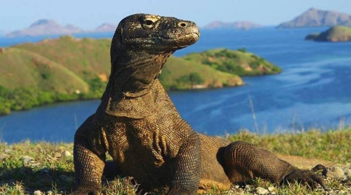 Parque Nacional de Komodo Parque Nacional de Komodo
