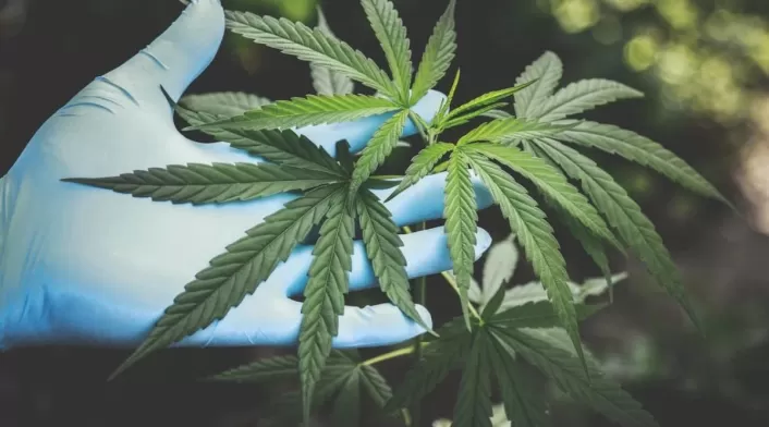 Empresarios en Colombia le apuntan a seguir creciendo en mercado del cannabis