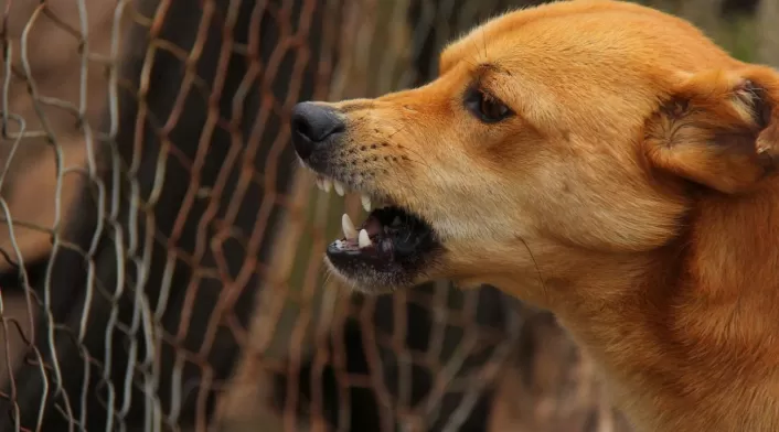Perros con rabia Perros con rabia