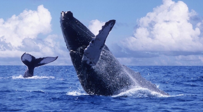 Bahía Solano Avistamiento de ballenas jorobadas en Bahía Solano
