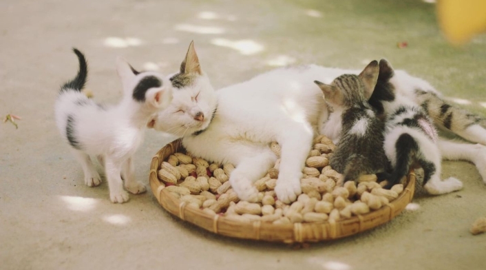 Los cinco mitos más comunes sobre los gatos: ¿Conoces alguno? Los cinco mitos más comunes sobre los gatos: ¿Conoces alguno?