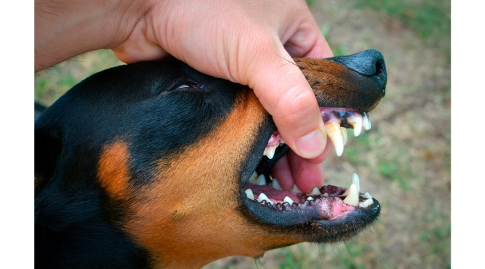 Rabia Rabia de perros