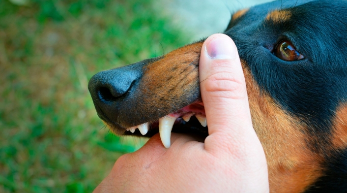 Rabia Rabia de perros