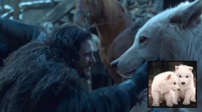 Game of Thrones cobra vida: traen de regreso al lobo de la Casa Stark Game of Thrones cobra vida: traen de regreso al lobo de la Casa Stark