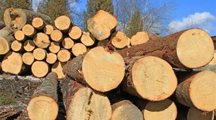FEDEMADERAS alerta sobre aranceles de Estados Unidos a productos de madera y papel, pidiendo acción diplomática. FEDEMADERAS alerta sobre aranceles de Estados Unidos a productos de madera y papel, pidiendo acción diplomática.