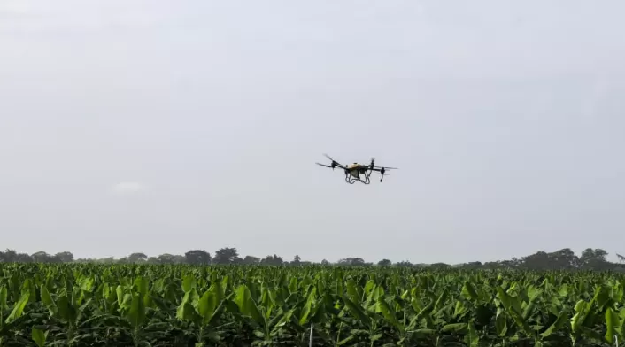 Inicia una nueva era de fumigación con drones que ahorra uso de agua en cultivos de banano en Magdalena Inicia una nueva era de fumigación con drones que ahorra uso de agua en cultivos de banano en Magdalena