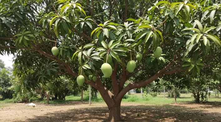 Árbol de mango Árbol de mango
