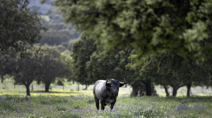 Cuándo se extinguirían los toros de lidia Cuándo se extinguirían los toros de lidia