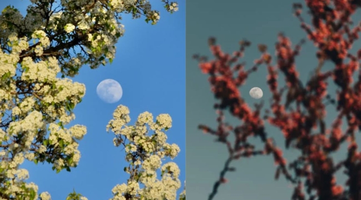 Luna de Flores en Colombia Luna de Flores en Colombia