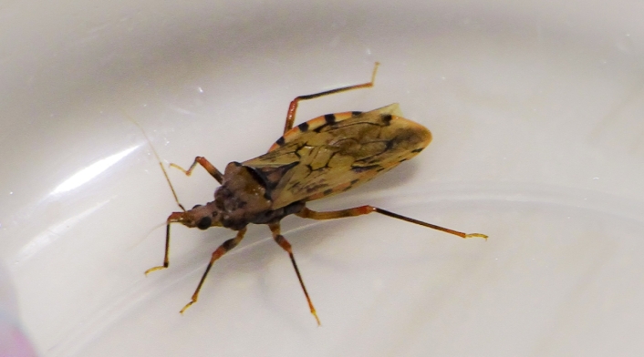 Mal de chagas Mal de chagas