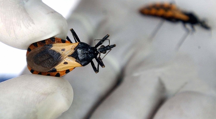 Mal de chagas Mal de chagas