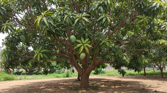 Curiosidades del árbol de mango Curiosidades del árbol de mango