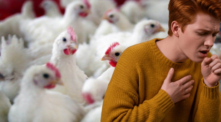 Pollos Pollos