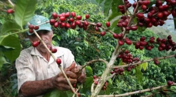 Producción de café Producción de café