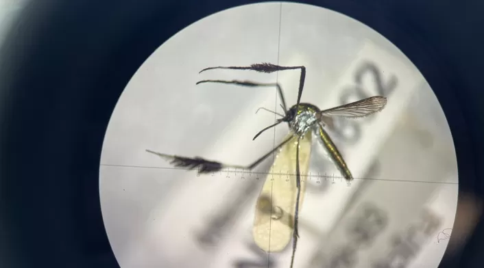 Zancudo de la fiebre amarilla visto desde el microscopio.