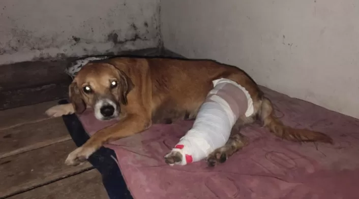 Perrito víctima en Cundinamarca