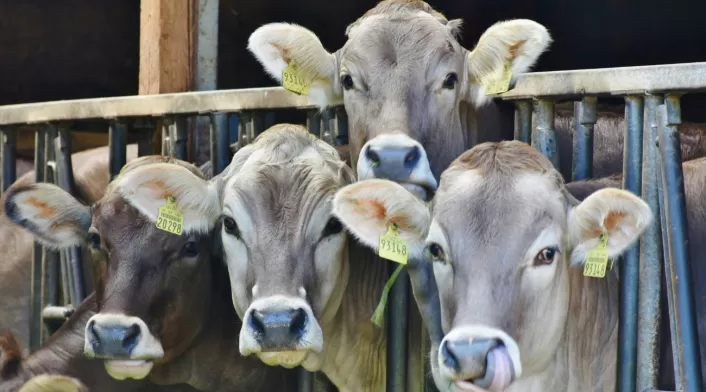 Colombia recibe aprobación para exportar colágeno y gelatina bovina a Corea, fortaleciendo presencia en Asia Colombia recibe aprobación para exportar colágeno y gelatina bovina a Corea, fortaleciendo presencia en Asia