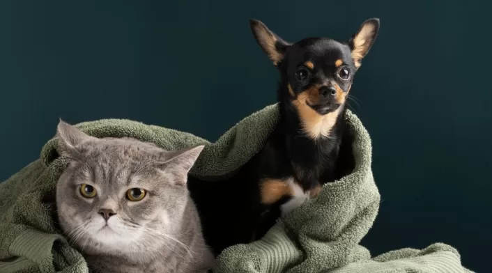 Animales están protegidos por ley en Colombia Animales están protegidos por ley en Colombia