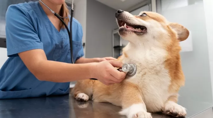 veterinaria veterinaria