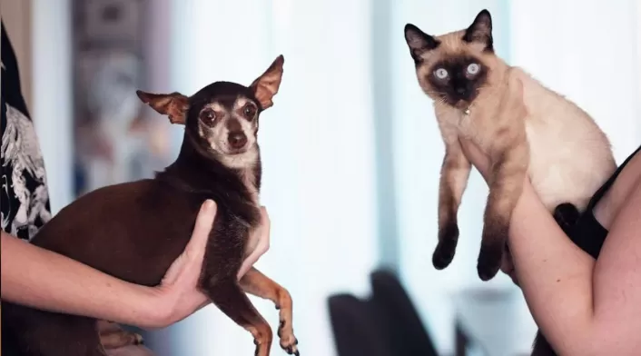 Mascotas con familia Mascotas con familia