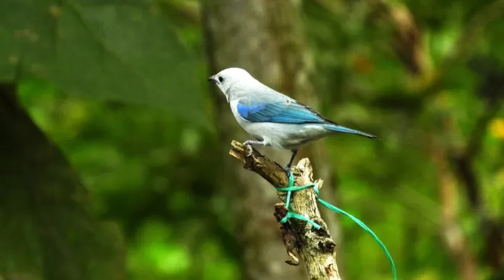 Pajarito Pajarito