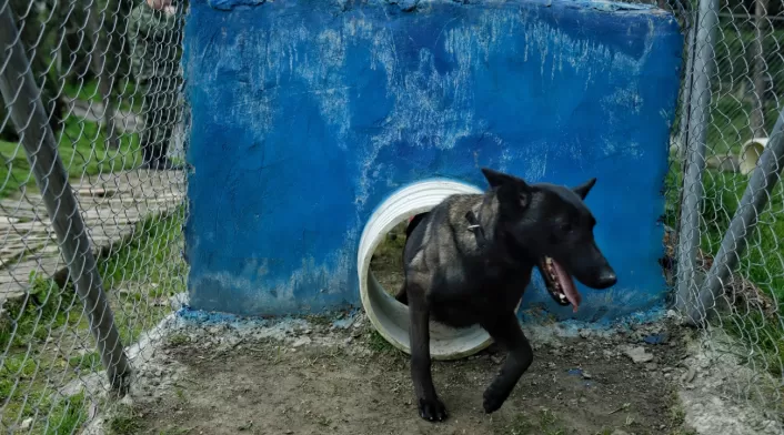 Perro Perro