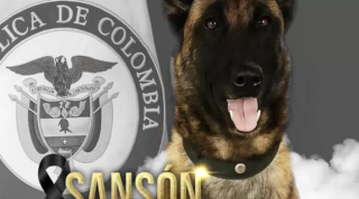 Sansón, el héroe de cuatro patas que salvó a 36 soldados, murió tras cumplir su última misión
