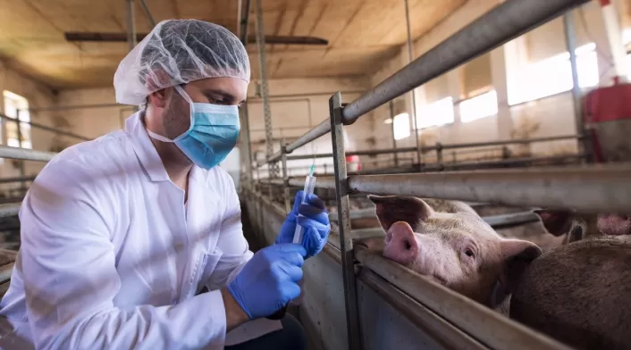 veterinaria veterinaria
