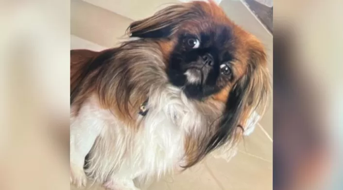 Maxi el perrito que falleció en el maletero de un bus con destino a Medellín