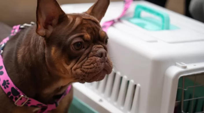 Perro, guacal, copetran, incidente, muerte, mascota