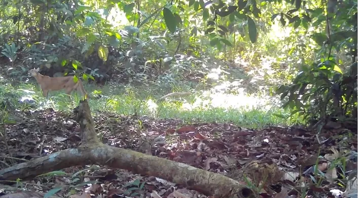 Animales rescatados en el noroccidente del país.