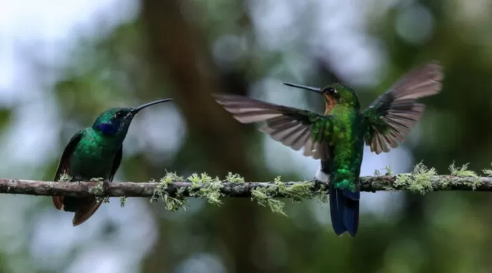 Avistamiento de aves en Colombia Avistamiento de aves en Colombia