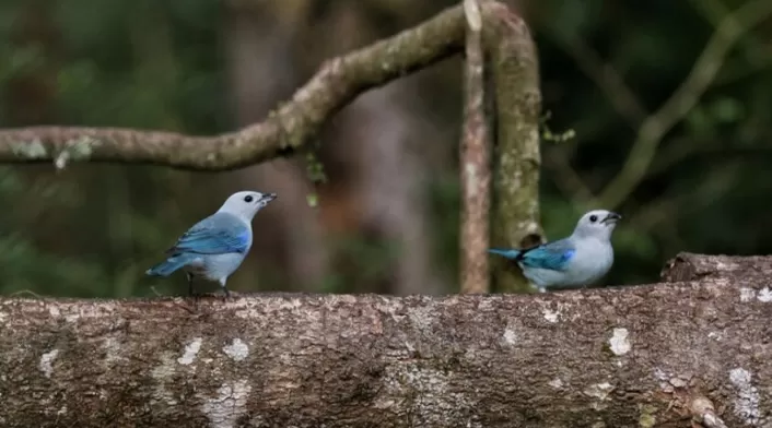 Avistamiento de aves en Colombia Avistamiento de aves en Colombia